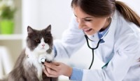 Kedilerin Zamanında Sağlık Kontrolleri Yapılmalı
