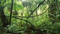 Dünyanın En Büyük Ormanları, Ekolojik Önemleri ve Özellikleri