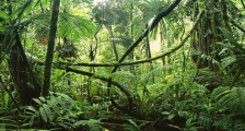 Dünyanın En Büyük Ormanları, Ekolojik Önemleri ve Özellikleri